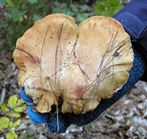 Clitocybe inversa 